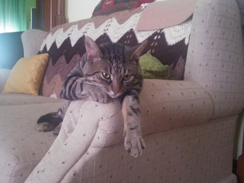Tabby Cat on Couch — Beige, Relaxed, Photograph