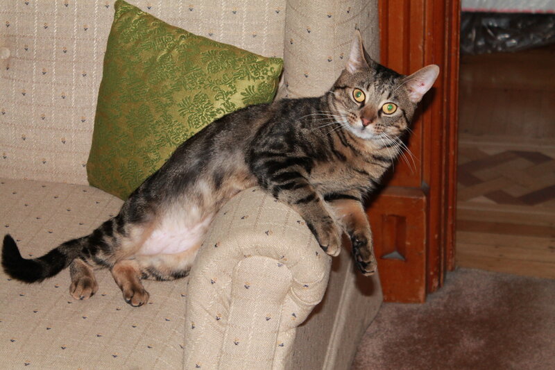 Tabby Cat on Couch — Beige, Relaxed