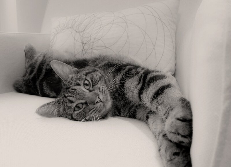 Tabby Cat on Couch — Black
