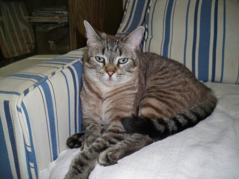 Tabby Cat on Couch — Blue, Calm, Photograph