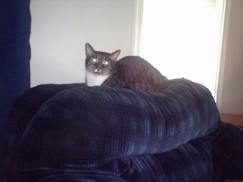 Tabby Cat on Couch — Blue, Calm