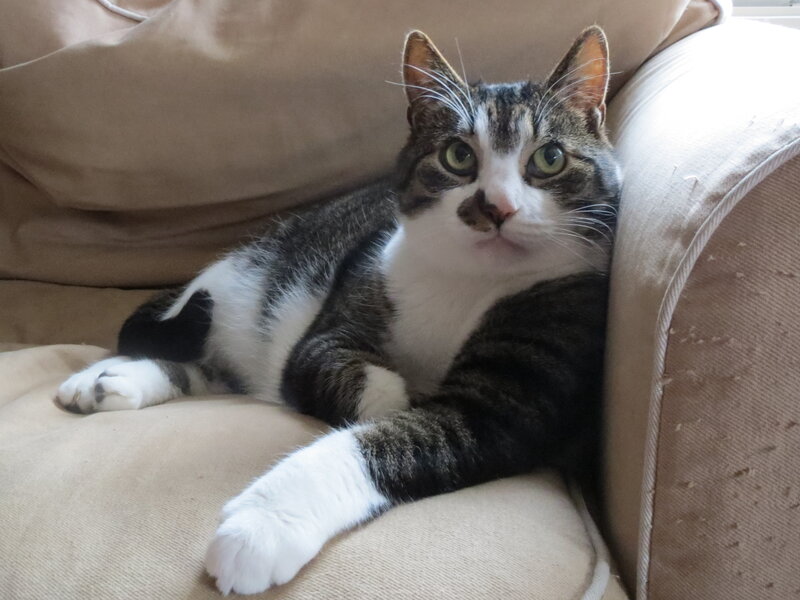 Tabby Cat on Couch — Brown, Calm, Afternoon