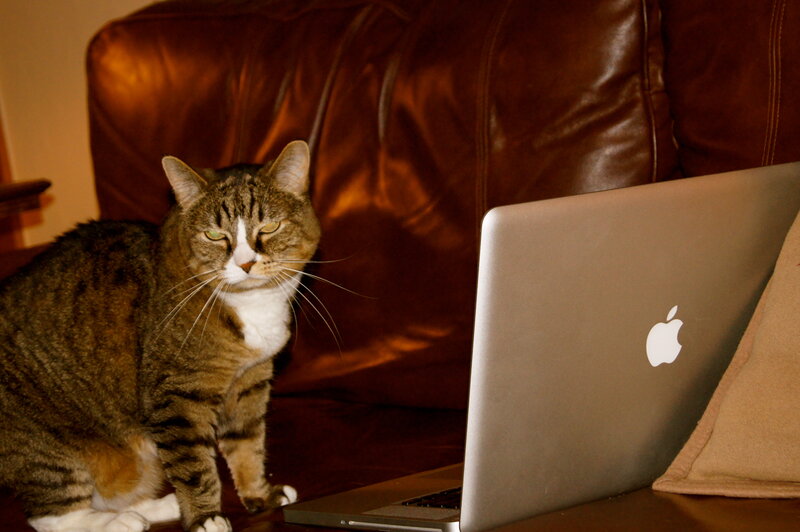 Tabby Cat on Couch — Brown, Calm, Photograph