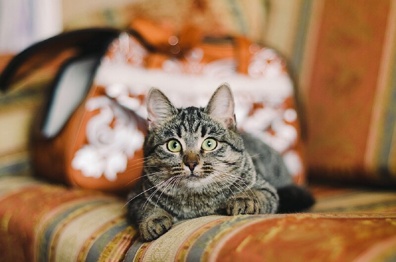 Tabby Cat on Couch — Brown, Calm
