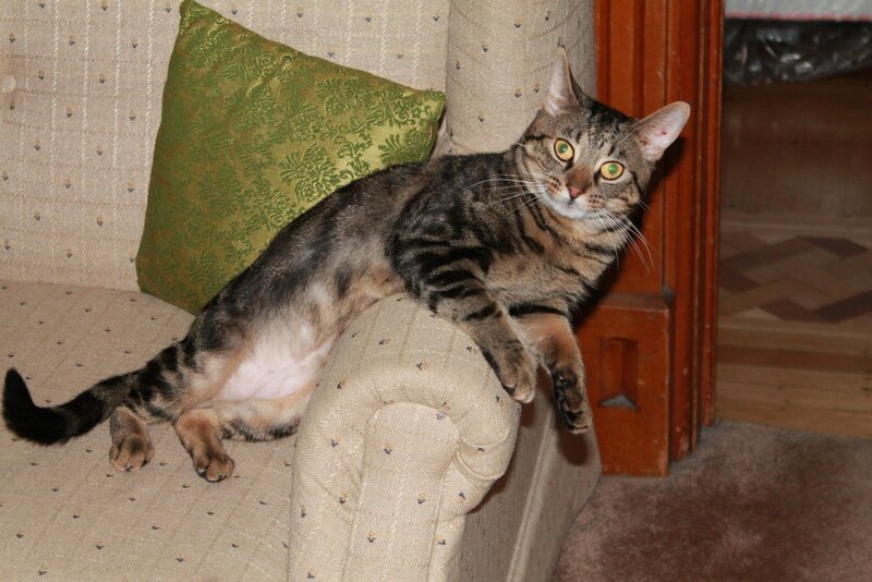 Tabby Cat on Couch — Brown, Relaxed