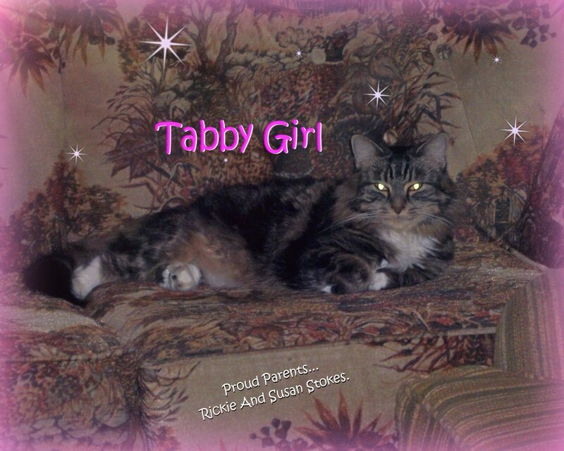 Tabby Cat on Couch — Brown