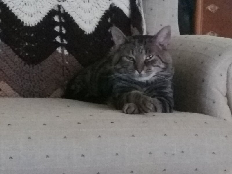 Tabby Cat on Couch — Gray, Calm, Photograph, Crocheted Blanket