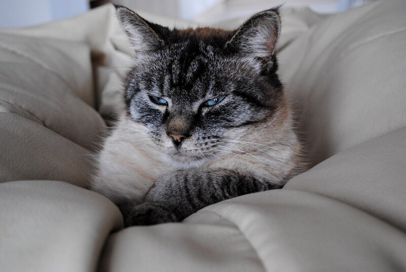 Tabby Cat on Couch — Gray, Calm, Photograph