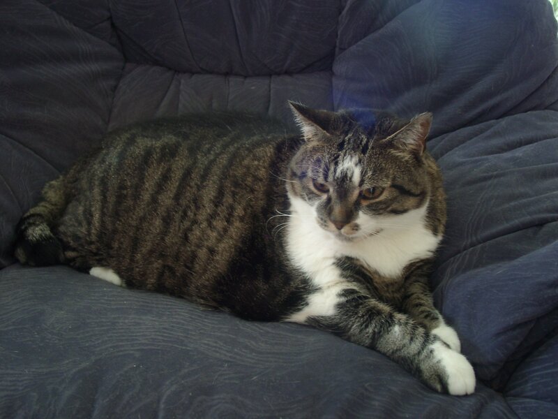 Tabby Cat on Couch — Gray, Calm