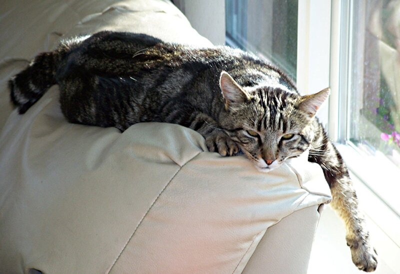 Tabby Cat on Couch — Gray, Relaxed