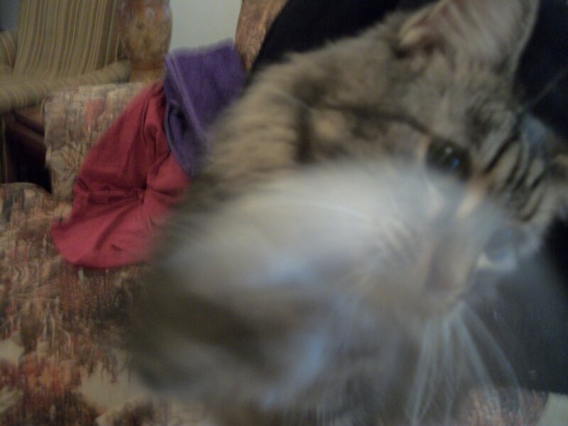 Tabby Cat on Couch — Gray