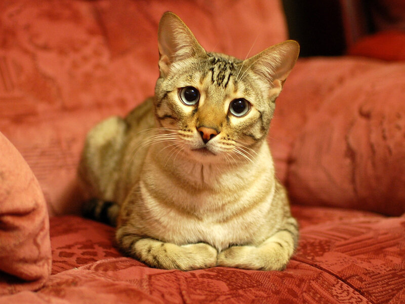 Tabby Cat on Couch