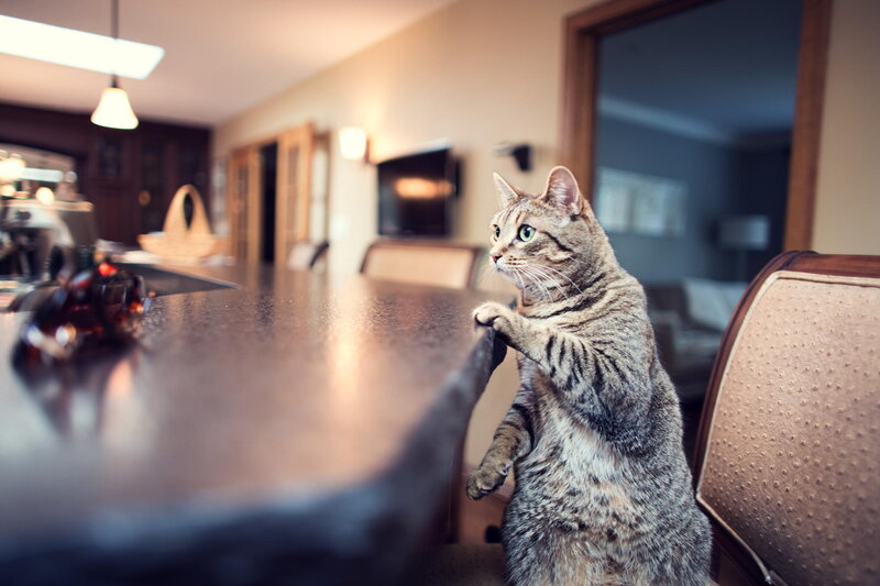 Tabby Cat on Counter — Brown