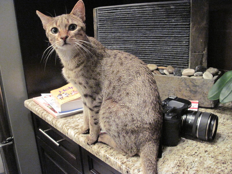 Tabby Cat on Counter — Gray