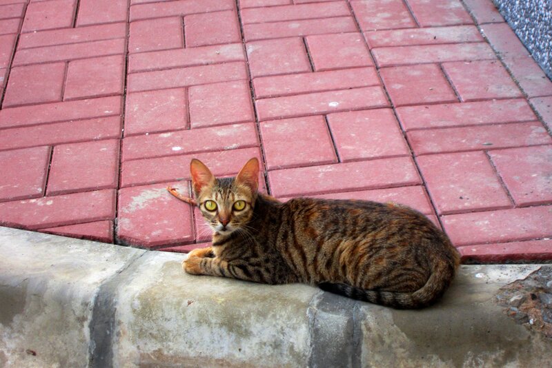 Tabby Cat on Curb