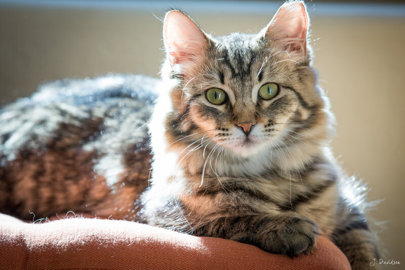 Tabby Cat on Cushion — Brown, Calm, Afternoon
