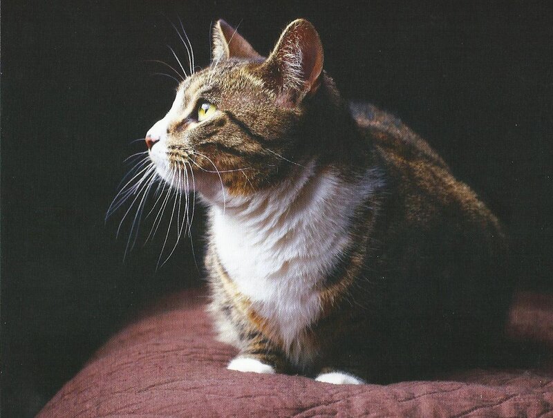 Tabby Cat on Cushion — Brown, Calm, Photograph