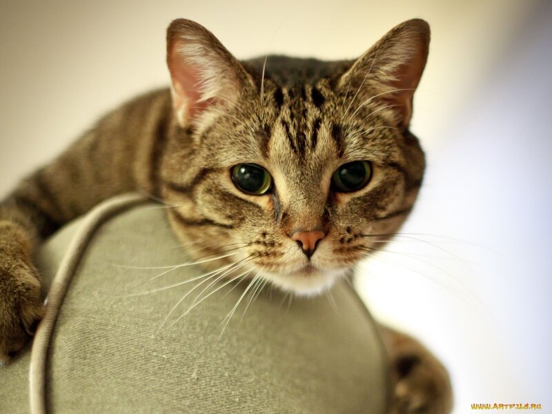 Tabby Cat on Cushion — Brown