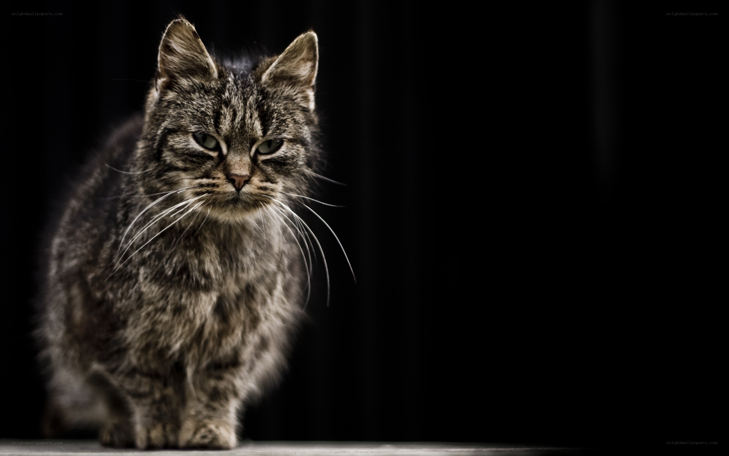 tabby cat on dark background