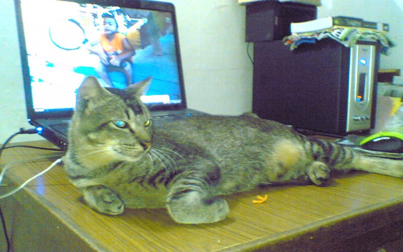 Tabby Cat on Desk — Gray, Calm, Photograph