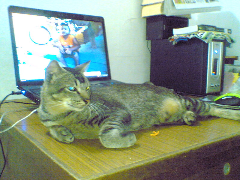 Tabby Cat on Desk — Gray, Calm