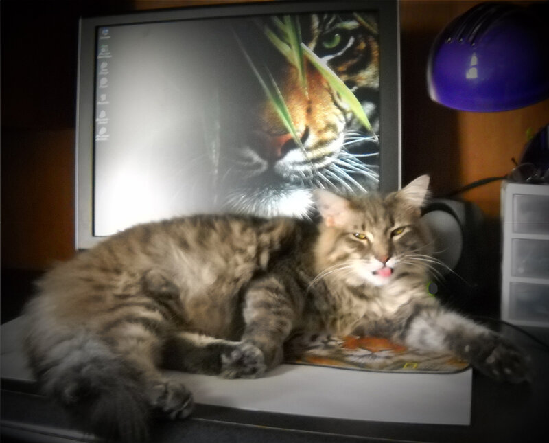 Tabby Cat on Desk — Gray