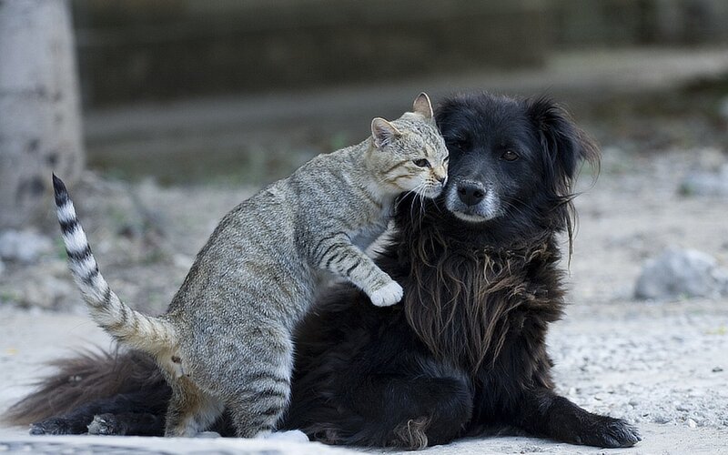 Tabby Cat on Dog