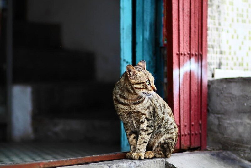 Tabby Cat on Doorstep