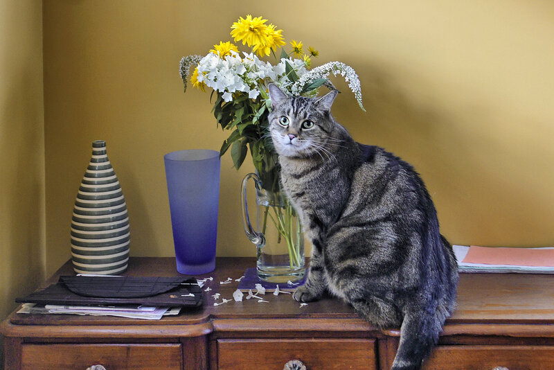 Tabby Cat on Dresser — Brown