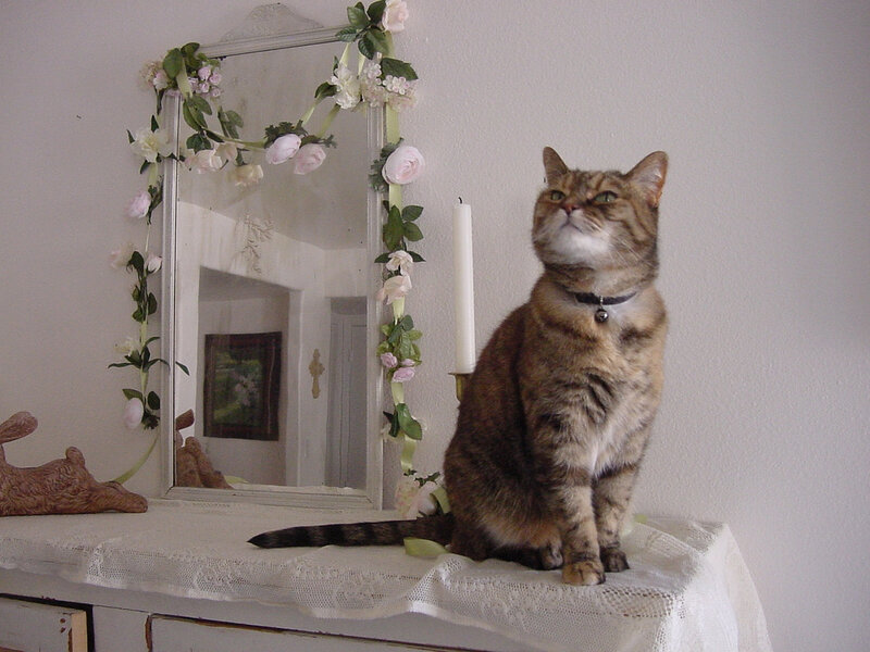 Tabby Cat on Dresser