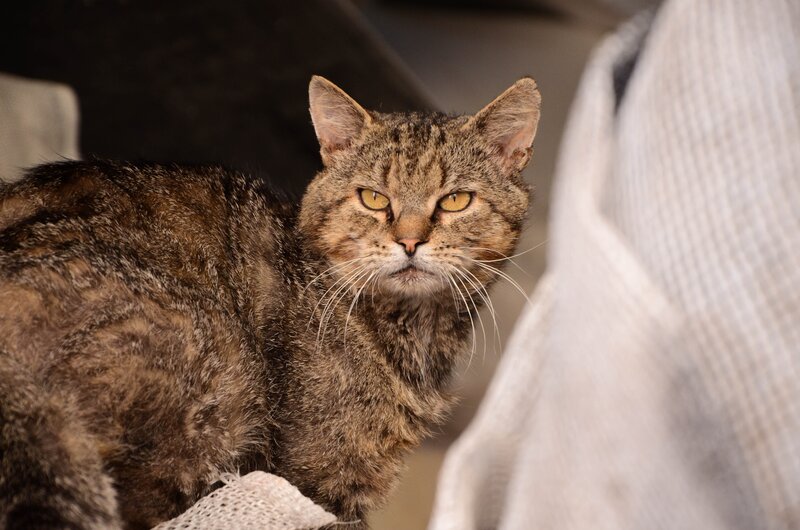 Tabby Cat on Fabric — Brown, Calm
