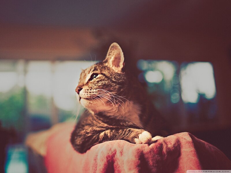 Tabby Cat on Fabric — Brown