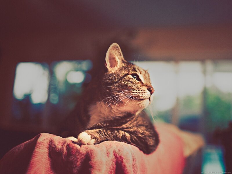 Tabby Cat on Fabric