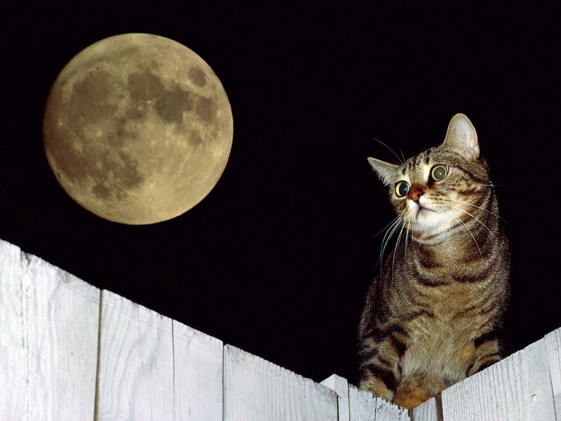 Tabby Cat on Fence — Black, Curious, Night