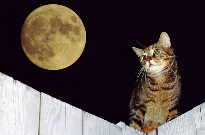 Tabby Cat on Fence — Black, Curious