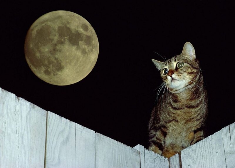 Tabby Cat on Fence — Black
