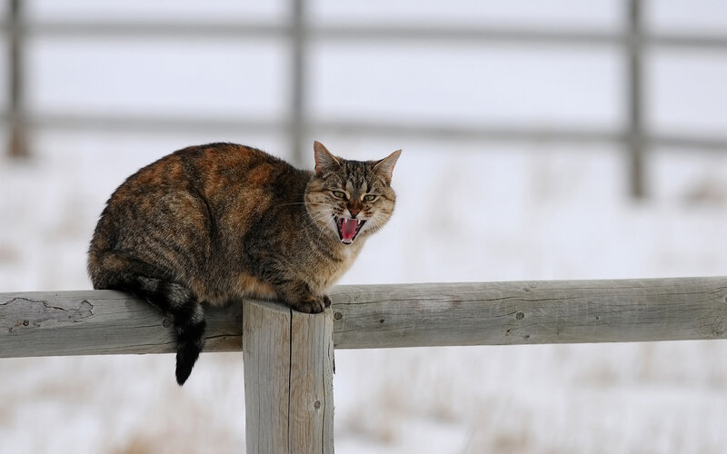 Tabby Cat on Fence — Brown, Alert