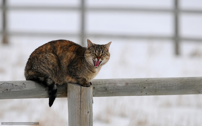 Tabby Cat on Fence — Brown, Alert, Winter, Photograph, Snow
