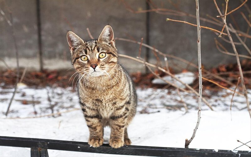 Tabby Cat on Fence — Brown, Alert, Winter
