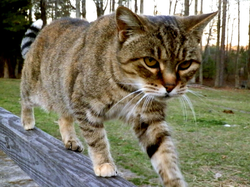 Tabby Cat on Fence — Brown, Calm, Afternoon