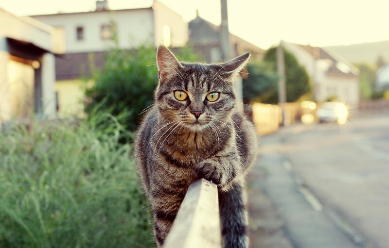 Tabby Cat on Fence — Brown, Calm, Sunset