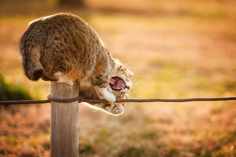 Tabby Cat on Fence — Brown, Calm