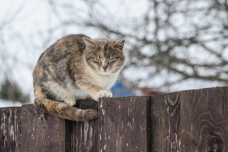 Tabby Cat on Fence — Brown, Calm, Winter