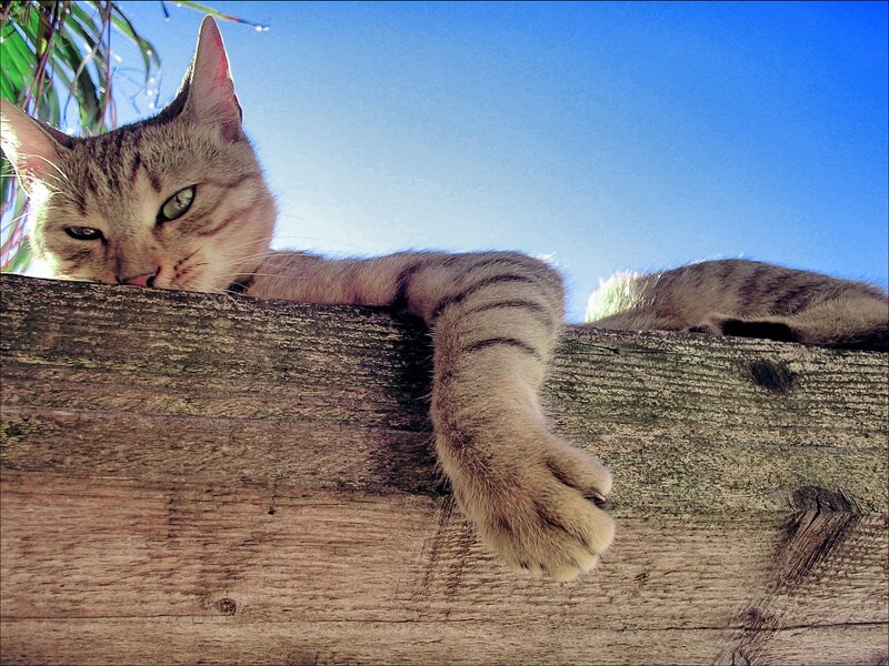 Tabby Cat on Fence — Brown