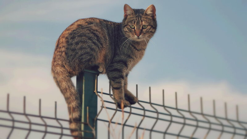 Tabby Cat on Fence — Gray, Calm, Afternoon