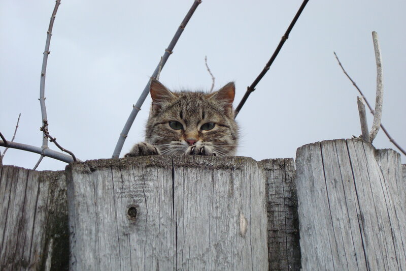 Tabby Cat on Fence — Gray, Calm