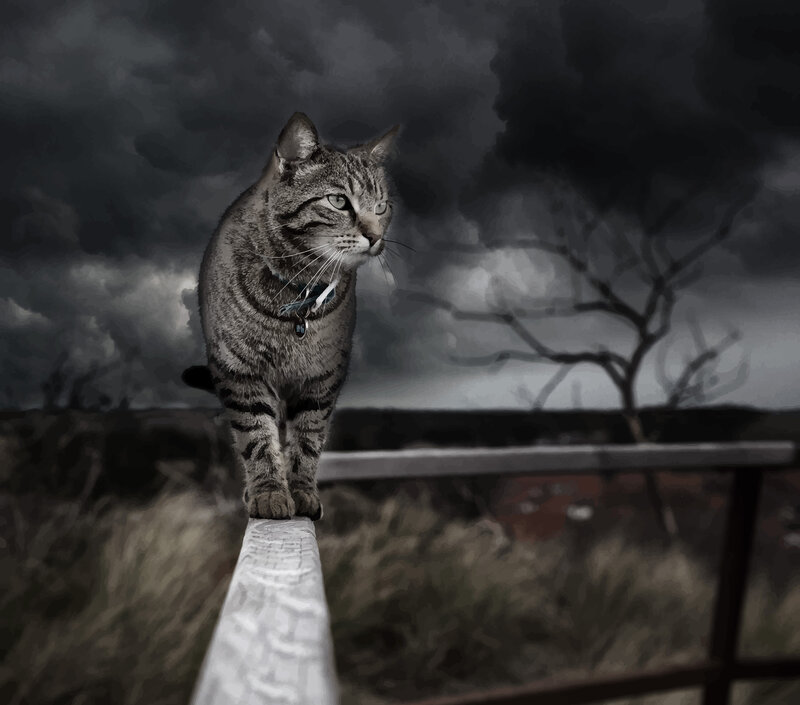 Tabby Cat on Fence — Gray, Dramatic, Photograph