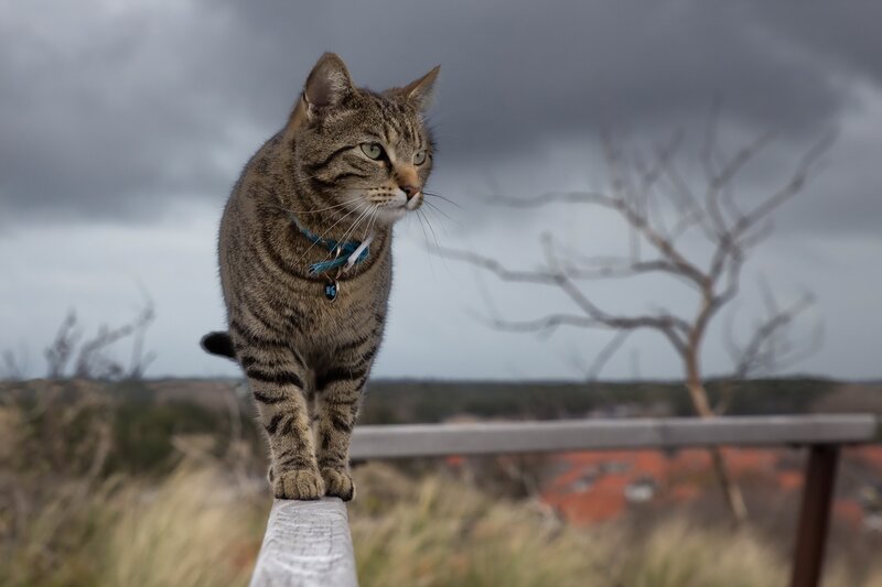 Tabby Cat on Fence — Gray, Dramatic