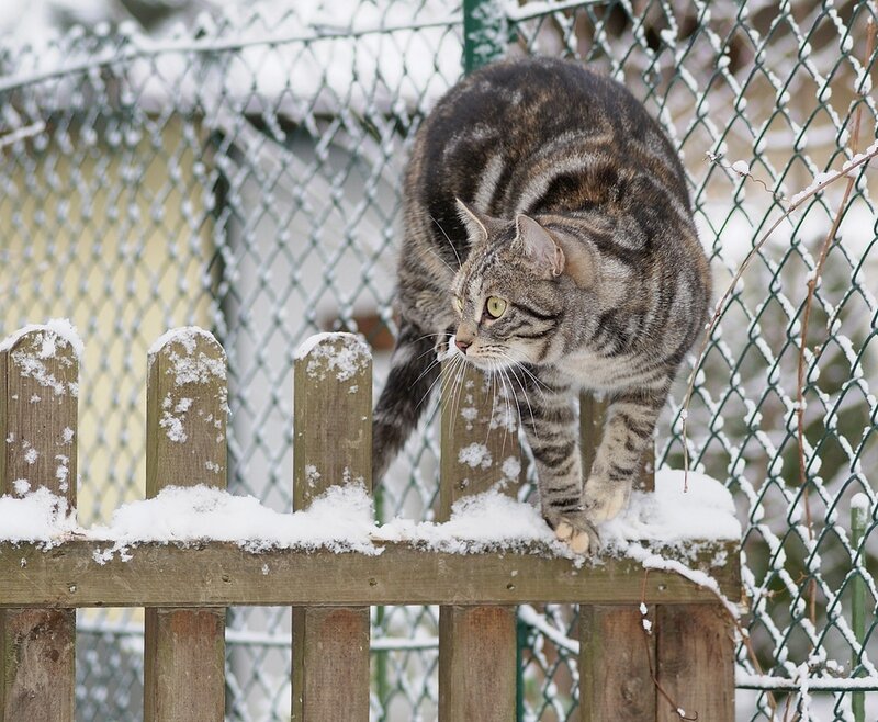 Tabby Cat on Fence — Gray