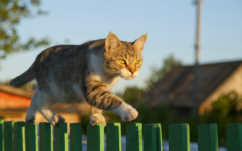 Tabby Cat on Fence — Green, Calm